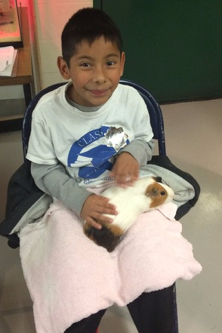 animal care animal care